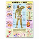 Nervous System